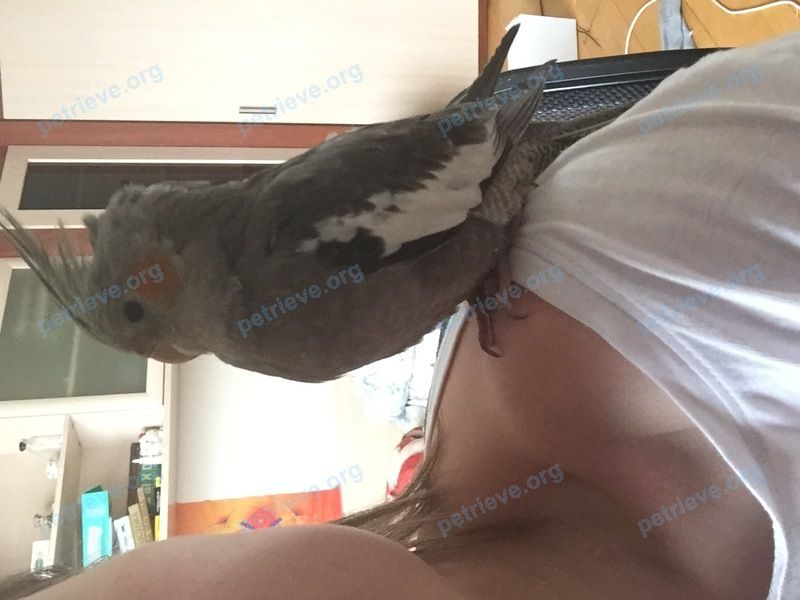 Medium young gray bird, lost near Челобитьевское ш., 12 корпус 2, Москва, Россия, 127495 on Jun 15, 2018.
