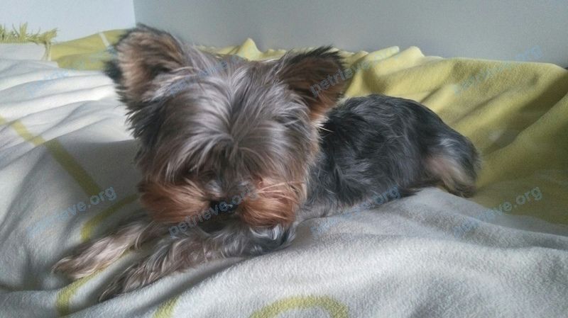 Small young male dog Миша, lost near ул. Кирова, 38, Смоленск, Смоленская обл., Россия, 214018 on Jun 15, 2018.