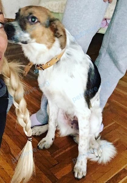Medium young mixed color male dog Ром, lost near ул. Куйбышева, 13, Апрелевка, Московская обл., Россия, 143369 on Jun 18, 2018.