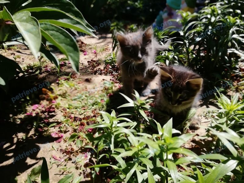 Small young mixed color cat, lost near Революционная ул., 8А, Волгоград, Волгоградская обл., Россия, 400002 on Jun 23, 2018.