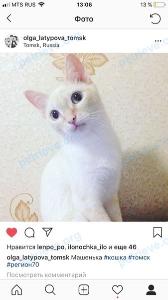 Medium young mixed color female cat Маша, lost near ул. Ивана Черных, 28, Томск, Томская обл., Россия, 634049 on Jul 01, 2018.