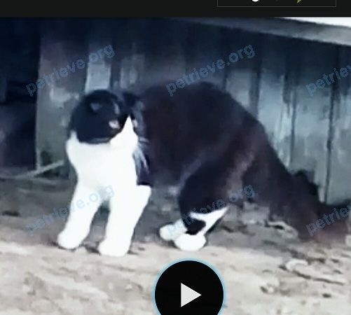Средний чёрный молодой кот Симон, пропал 29.06.2018 рядом с ул. Тургенева, 18, Армавир, Краснодарский край, Россия, 352931.