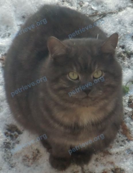 Medium young brown male cat Жорик, lost near Артиллерийская ул., 4, Саратов, Саратовская обл., Россия, 410010 on Jun 29, 2018.
