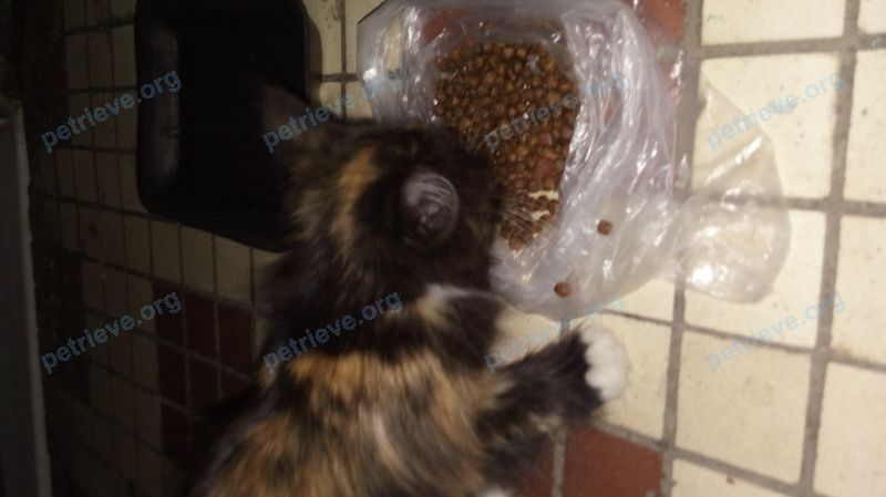 Small young mixed color female cat ?, found near Школьная ул., 65, Видное, Московская обл., Россия, 142703 on Jul 08, 2018.