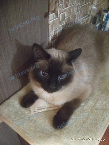 Medium adult mixed color female cat Мася, lost near ул. Солнечная, 5, Киров, Кировская обл., Россия, 610033 on Jul 07, 2018.