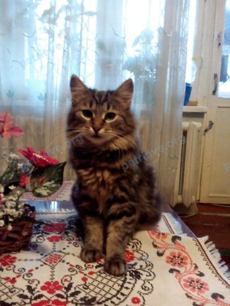 Medium young brown female cat Мурка, lost near улица Заречная, Нежинка, Оренбургская обл., Россия, 460520 on Jul 09, 2018.
