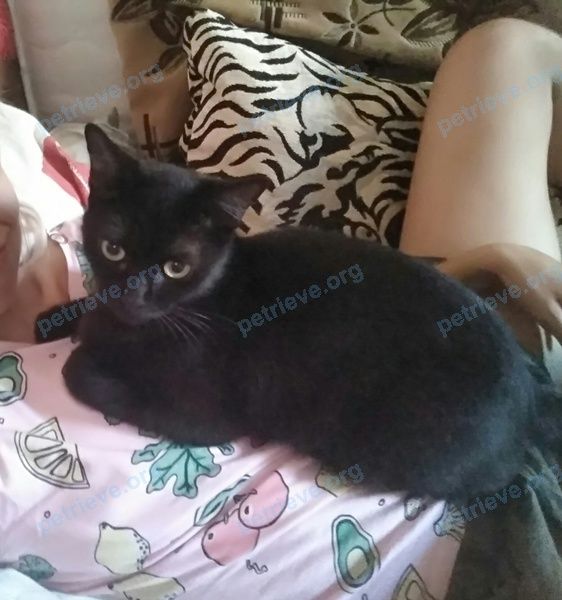 Medium adult black female cat Буся, lost near ул. Карасуно - наб., 177, Краснодар, Краснодарский край, Россия, 350002 on Jul 13, 2018.