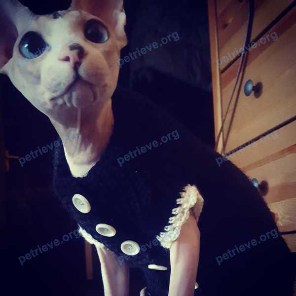 Medium young mixed color female cat Евра, lost near 7-й кв-л, 7, Лыткарино, Московская обл., Россия, 140081 on Jul 16, 2018.