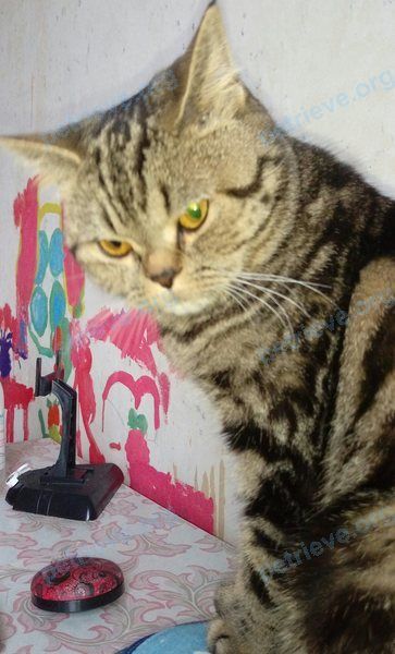Medium young brown female cat Маруся, lost near ул. Иркутский тракт, 13, Томск, Томская обл., Россия, 634049 on Jul 16, 2018.