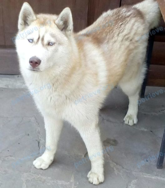 Medium young female dog Хаски Нюша, lost near Кристальный пер., 28, Ростов-на-Дону, Ростовская обл., Россия, 344065 on Jul 17, 2018.