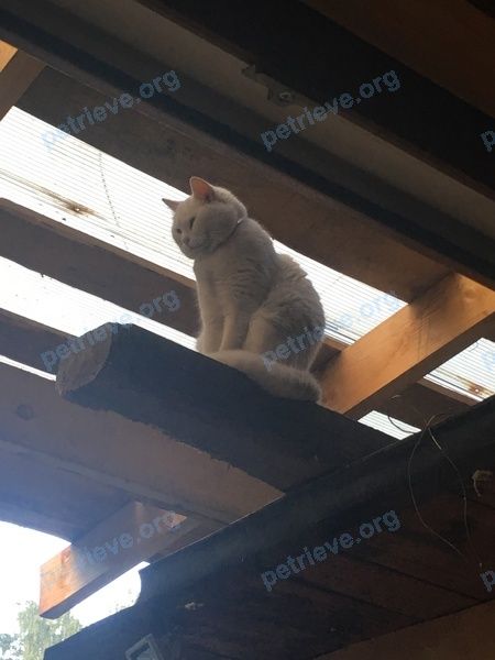 Medium adult white female cat Луна, lost near Перекопский пер., 16, Малаховка, Московская обл., Россия, 140050 on Jul 12, 2018.
