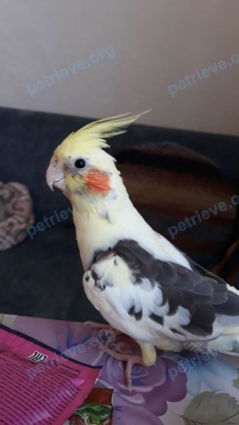 Medium young yellow male bird Гриша, lost near Панфилова ул., 17, Химки, Московская обл., Россия, 141407 on Jul 18, 2018.