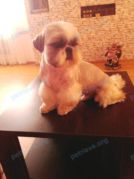 Small adult white male dog гоша, lost near ул. Саблина, 9, Челябинск, Челябинская обл., Россия, 454053 on Jul 24, 2018.