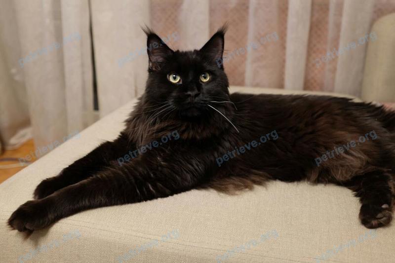 Big young black female cat, lost near ул. Максима Горького (Косая Гора), 27, Тула, Тульская обл., Россия, 300903 on Jul 24, 2018.