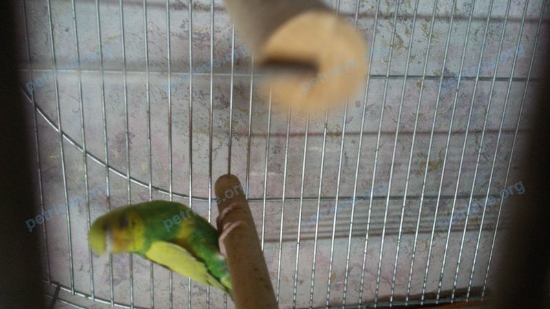 Small young green male bird Гоша, lost near Балаклавский пр., 46А, Москва, Россия, 117461 on Jul 27, 2018.