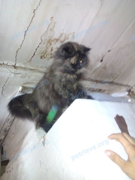 Medium adult mixed color female cat дуня, lost near ул. Мопра, Глазов, республика Удмуртия, Россия, 427624 on Aug 01, 2018.