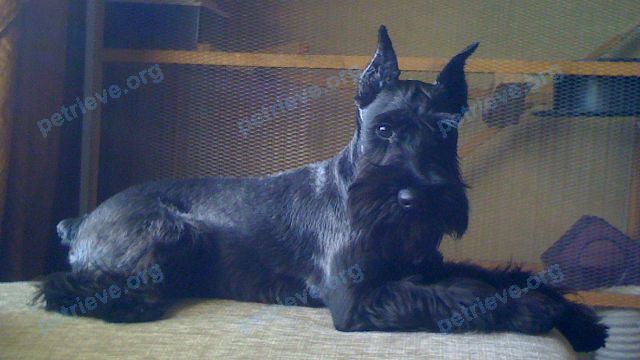 Small adult black female dog, lost near ул. Авиационная, 28, Красноярск, Красноярский край, Россия, 660020 on Aug 04, 2018.