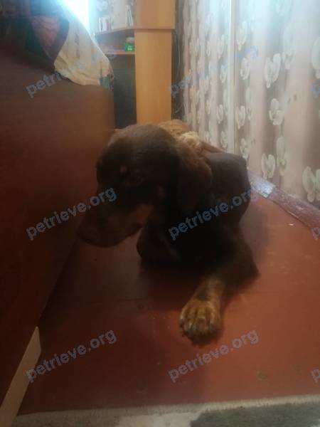 Young black dog, found near Юго-Восточная ул., Марьина Горка 222811, Беларусь on Aug 03, 2018.