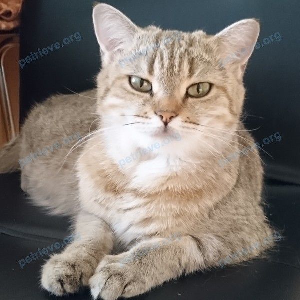 Medium young female cat Мурка, Муся, lost near Плодородная ул., 23, Волгоград, Волгоградская обл., Россия, 400011 on Jul 19, 2018.