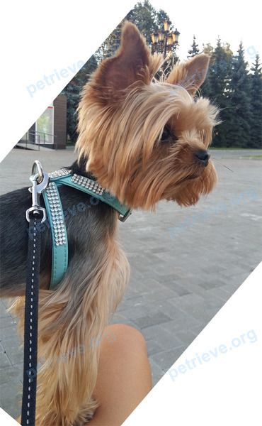 Маленький чёрный молодой пёс, пропал 03.08.2018 рядом с ул. Авиаторов, 15, Москва, Россия, 119620.