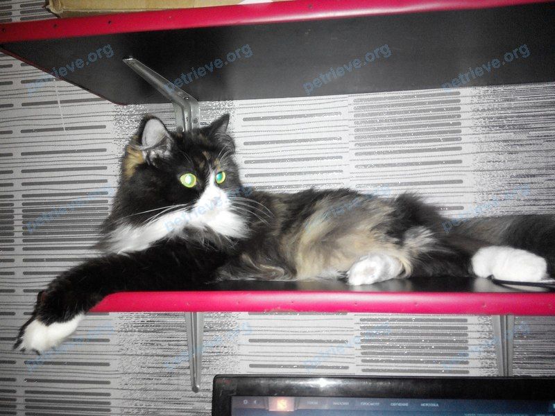 Medium young mixed color female cat Мася, lost near ул. Ленинская, 18, Домодедово, Московская обл., Россия, 142000 on Jul 25, 2018.