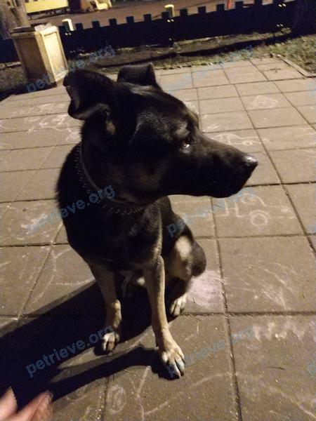 Big young brown male dog, found near ул. Первомайская, 25, Химки, Московская обл., Россия, 141421 on Aug 10, 2018.