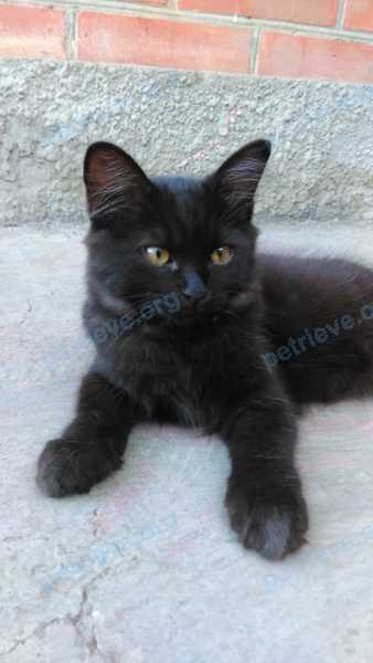 Small young black male cat Сема, lost near ул. Пушкина, 137, Азов, Ростовская обл., Россия, 346789 on Aug 08, 2018.