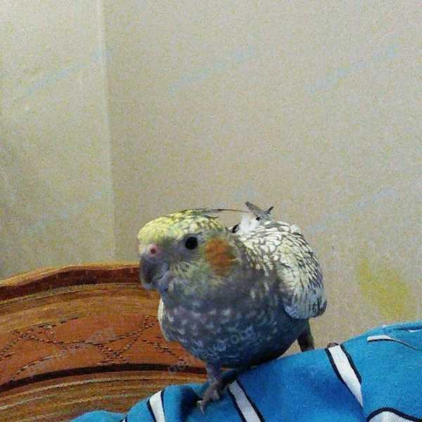 Medium young gray female bird Проша, lost near Ломаная ул., 3, Санкт-Петербург, Россия, 196084 on Aug 14, 2018.