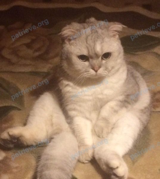 Small adult white male cat ШАРЛИК, lost near ул. Михеева, 3А, Тула, Тульская обл., Россия, 300012 on Aug 15, 2018.
