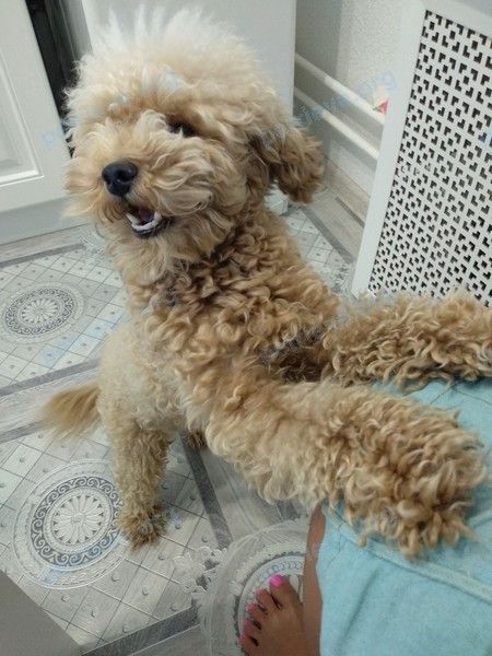 Small young brown male dog Бруно, lost near ул. Панфилова, 4, Химки, Московская обл., Россия, 141407 on Aug 16, 2018.
