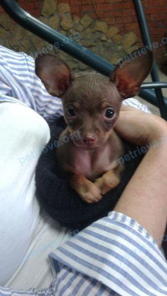 Small young brown male dog, lost near ул. Берлизова, 36 корпус 1, Северный, Краснодарский край, Россия, 350900 on Aug 19, 2018.