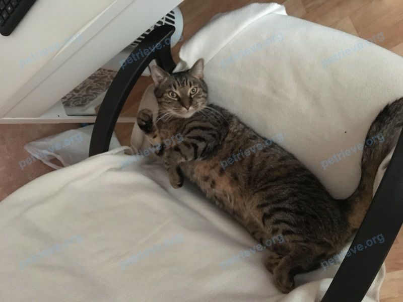 Medium adult brown male cat Саймон, lost near ул. Ленина, 124а, Волгодонск, Ростовская обл., Россия, 347381 on Aug 19, 2018.