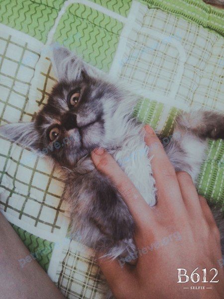 Medium adult gray female cat Дымка, lost near ул. Аэродромная, 71, Чита, Забайкальский край, Россия, 672018 on Aug 17, 2018.