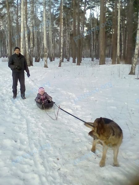 Big adult mixed color female dog Джесси, lost near Красноармейская ул., 11, Верхняя Пышма, Свердловская обл., Россия, 624091 on Aug 17, 2018.