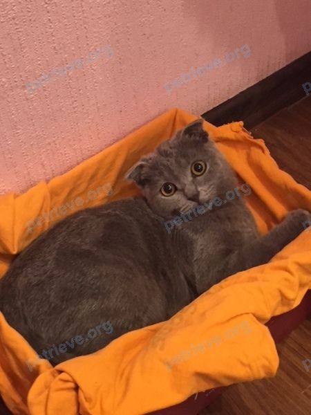 Средний серый молодой кот, найден 20.08.2018 рядом с ул. Карбышева, 10, Новокуйбышевск, Самарская обл., Россия, 446201.