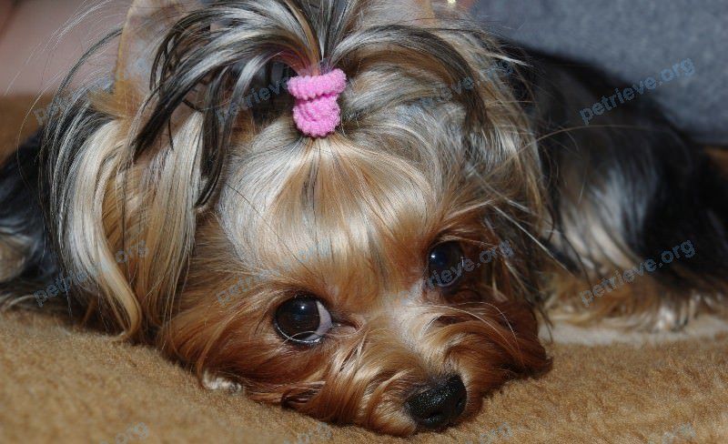 Small young mixed color male dog Чарлик, lost near ул. Спуск Молокова, 3, Азов, Ростовская обл., Россия, 346780 on Aug 20, 2018.