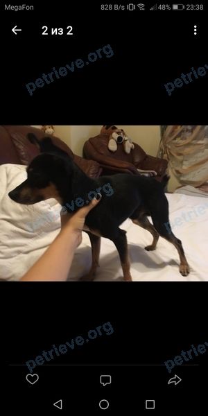 Small black male dog, found near Советская ул., 30, Деденево, Московская обл., Россия, 141850 on Aug 24, 2018.