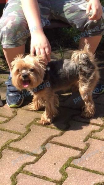 Small old black male dog Мусик, lost near Большая Лесная ул., 8, Апрелевка, Московская обл., Россия, 143362 on Aug 05, 2018.