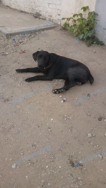 Medium young black male dog, found near Татарская ул., 11, Энгельс, Саратовская обл., Россия, 413107 on Aug 29, 2018.