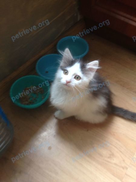 Small young mixed color cat Лу’на, lost near Новомытищинский пр., 82 корпус 5А, Мытищи, Московская обл., Россия, 141018 on Aug 26, 2018.