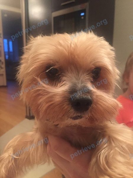 Small old mixed color male dog Мусик, lost near Московская ул., 16, Апрелевка, Московская обл., Россия, 143362 on Aug 05, 2018.