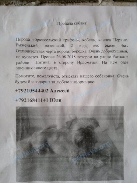 Small young orange male dog Перчик, lost near улица Космонавта Беляева, 112, Череповец, Вологодская обл., Россия, 162600 on Aug 26, 2018.