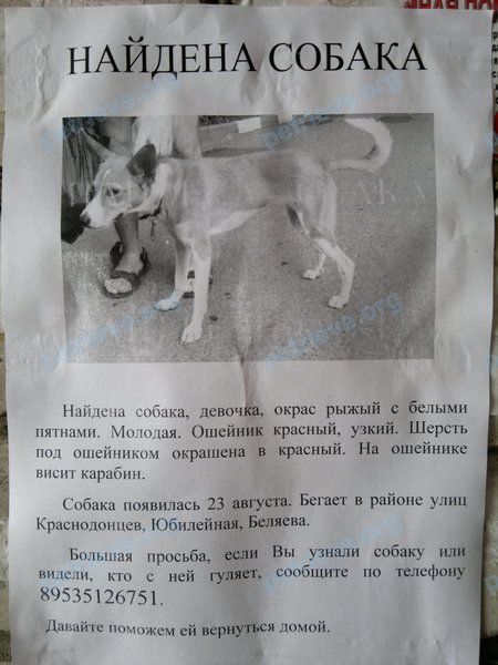 Medium young orange female dog, found near ул. Беляева, 30, Череповец, Вологодская обл., Россия, 162618 on Aug 23, 2018.