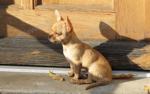 Small young yellow male dog Чип, lost near Судженская ул., 67, Анжеро-Судженск, Кемеровская обл., Россия, 652473 on Sep 07, 2018.