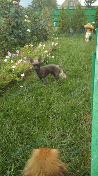 Medium black male dog, found near Кисловодская ул., 7, Старонижестеблиевская, Краснодарский край, Россия, 353840 on Sep 09, 2018.