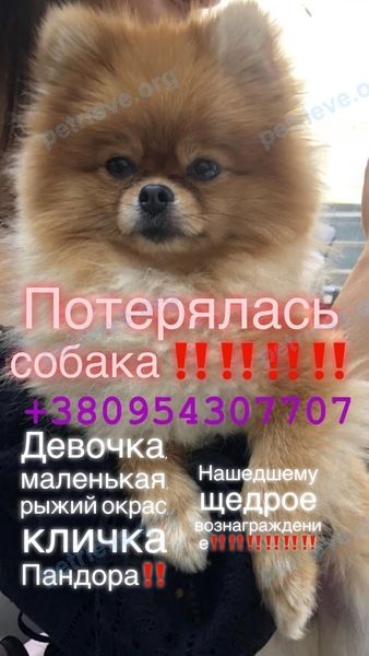 Small young orange female dog Пандора, lost near вулиця Пирогівський шлях, 186, Київ, Украина, 02000 on Sep 09, 2018.
