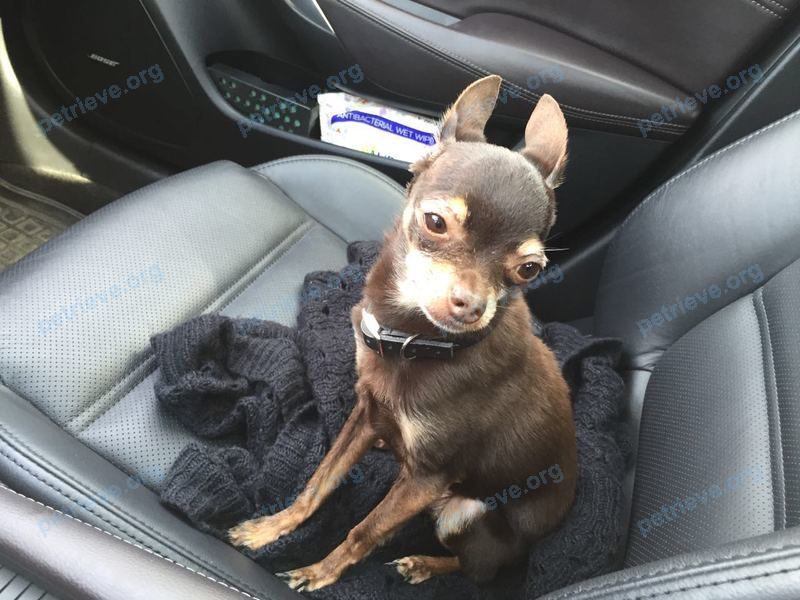 Small old brown male dog Гоша, lost near Промышленная ул., 6/1, Анапа, Краснодарский край, Россия, 353454 on Sep 07, 2018.