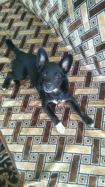Small young black female dog, found near ул. Ленина, 9, Камышин, Волгоградская обл., Россия, 403874 on Sep 09, 2018.
