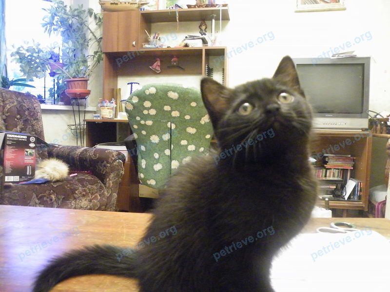 Small young black female cat, found near ул. Иркутский тракт, 53А, Томск, Томская обл., Россия, 634049 on Sep 12, 2018.