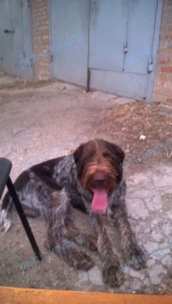 Medium adult mixed color male dog Грэй, lost near ул. Малиновского, 23, Ростов-на-Дону, Ростовская обл., Россия, 344091 on Sep 10, 2018.